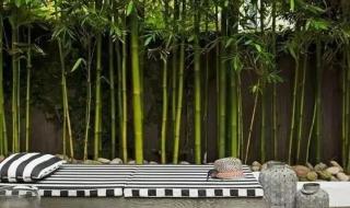 竹子的精神 竹子的精神